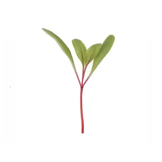 Fresh Detroit Dark Red Beet Microgreens from South Texas' Rio Grande Valley – Organic, Non-GMO, Nutrient-Rich.